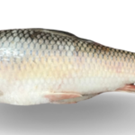 Rahu Fish Kg